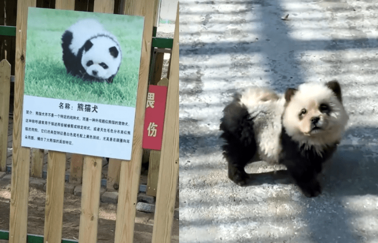 Zoológico pintó a perros para que parecieran pandas