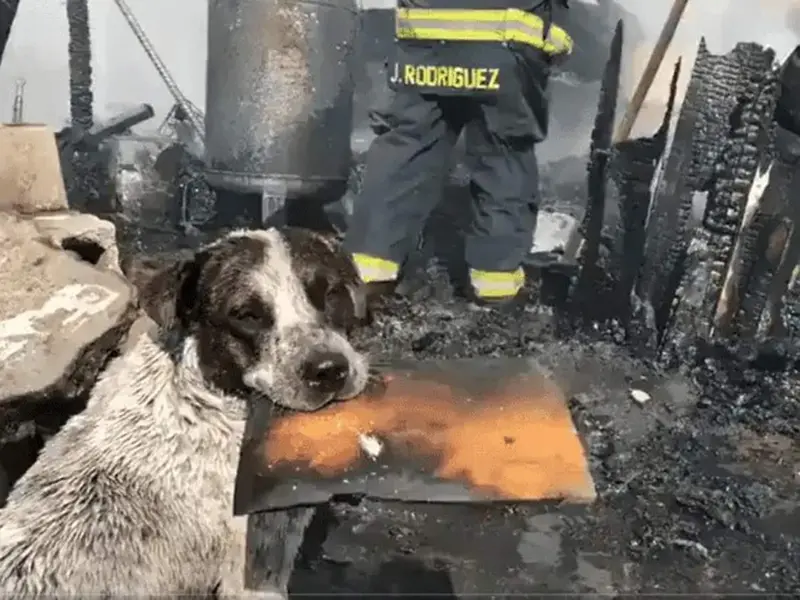 Perrito llora al ver su casa consumida por un incendio