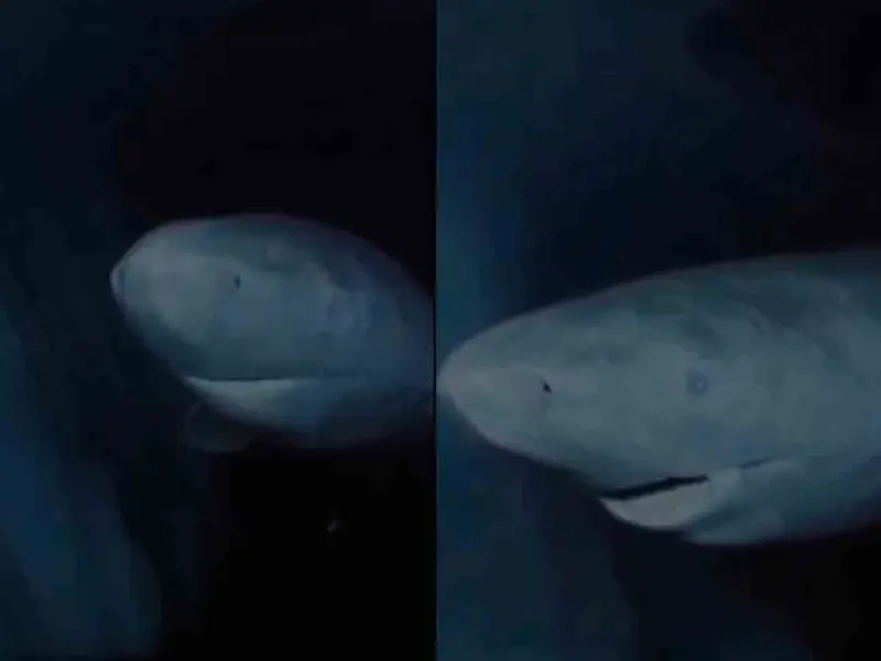 Captan en video a tiburón de Groenlandia de más de 300 años
