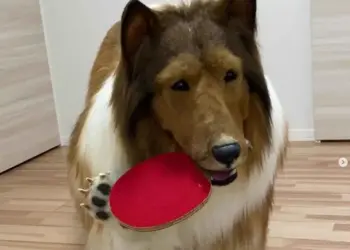 Hombre que se transformó en perro collie dice estar listo para nuevos desafíos