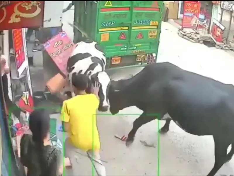 Vacas pelean en plena calle y embisten a tres jóvenes