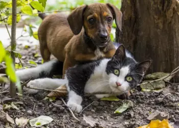 UNAM ofrecerá vacunación antirrábica gratuita a mascotas