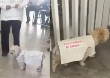 Viral: La funcionaria de casilla que enterneció las redes sociales