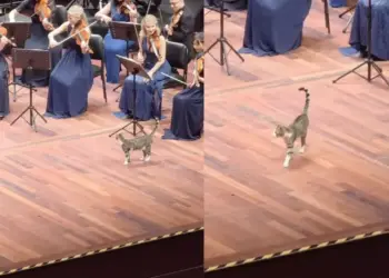 Michi se roba el show en concierto sinfónico