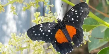 En Hidalgo, se registran avistamientos inusuales de la mariposa parche carmesí
