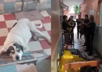 Así despidieron a Max, perrito asesinado en la alcaldía Venustiano Carranza