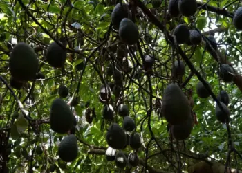 Estados Unidos suspende importación de aguacates de Michoacán por inseguridad