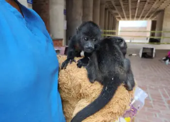 Lluvias salvan a monos saraguatos