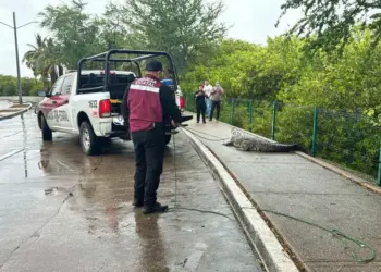 Capturan a gran cocodrilo en Tamaulipas