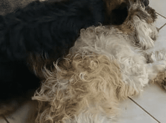 Perro despierta de anestesia y cree que su amigo murió