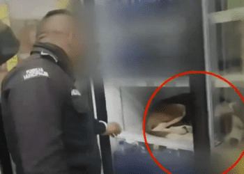 Perrito se refugia del calor en el refrigerador de una tienda