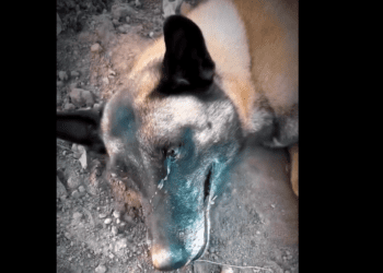 Madre canina que pierde a su hijo enternece las redes sociales