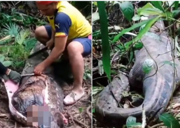 Hallan a mujer desaparecida en el estómago de una pitón de 6 metros