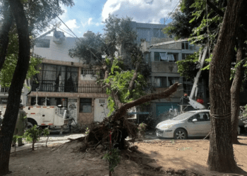 Cae gigantesco árbol en la alcaldía Cuauhtémoc
