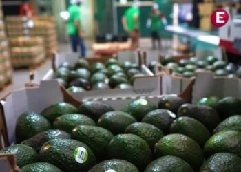 México reanuda la exportación de aguacates a EU tras acordar un nuevo modelo de seguridad