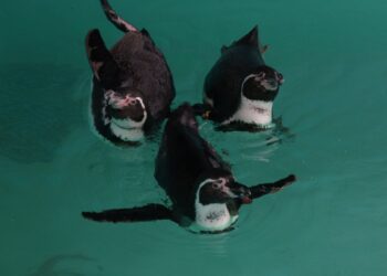 Desde Japón, llegan Pingüinos Humboldt a Chapultepec