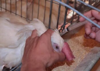 México está libre de gripe aviar en granjas comerciales, según Senasica