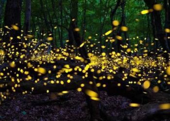 Temporada de luciérnagas, ¿dónde verlas?