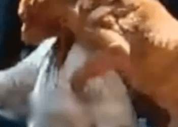 Muere perro que intentó salvar a su dueña de ser linchada