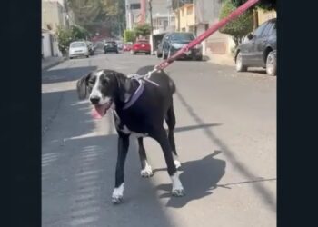 Mascota ‘La Cuatro’ acompaña a Claudia Sheinbaum en transición