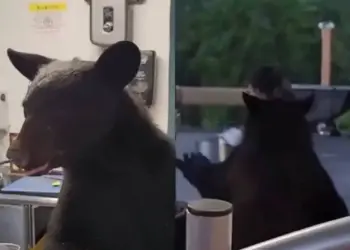 Oso entra a puesto de comida y ataca a empleada