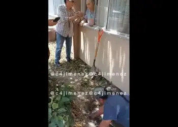 Encuentra a su perrita enterrada en el patio de su vecina