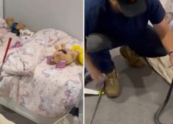 Encuentran serpiente venenosa en peluches de su hija