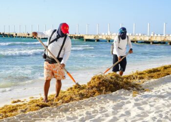 Solidaridad mantiene playas atractivas en plena temporada de sargazo