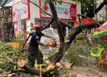 Se exhorta a la ciudadanía reportar árboles en riesgo