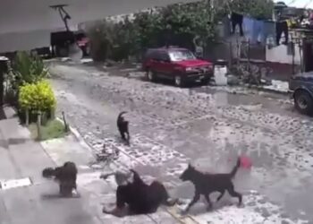 Jauría de perros muerde a viejita