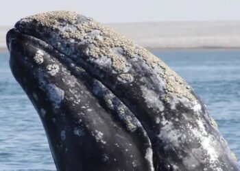 Las ballenas grises están encogiéndose rápidamente debido al cambio climático