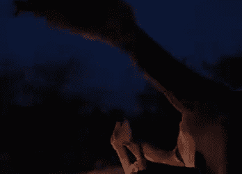 Camello queda atrapado en parabrisas tras choque