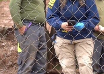 Perros ‘salvajes’ dejan 23 animales muertos