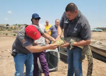 Encuentran a cocodrilo en casa en Sinaloa