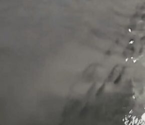 Peces en calles de Chetumal por inundaciones