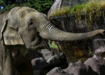 Los elefantes se dan nombres entre ellos