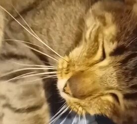 Hombre descubre a gato desconocido en su cama