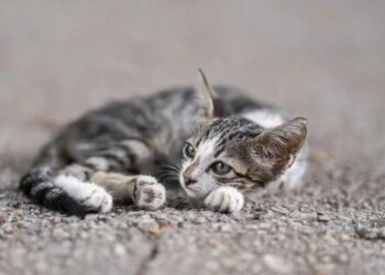 Mujer cancela boda por la pérdida del gato de su prometido
