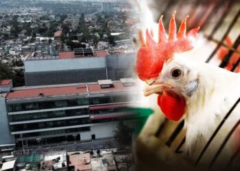 OMS aclara que muerte de paciente con gripe aviar fue por ‘causas multifactoriales’