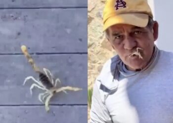 Un hombre se come un alacrán vivo; el animal se defiende con su veneno