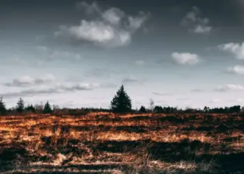 Doce muertos y decenas de heridos por incendio forestal en Turquía