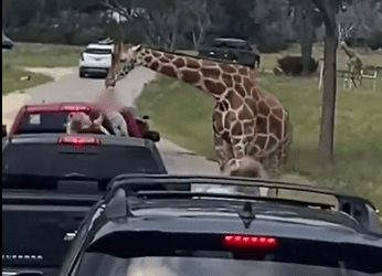 Jirafa se lleva a niña en un safari