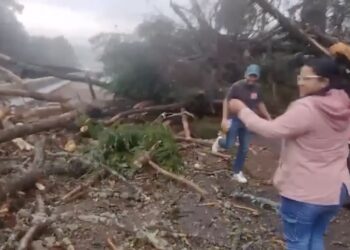 Cae árbol en la carretera México-Cuernavaca