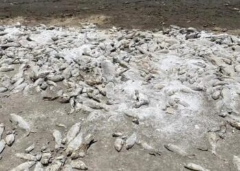 Entierran miles de peces carpa muertos por la sequía en la Laguna de Bustillos