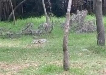 25 perros desollados encontrados en bosque Nativitas Xochimilco