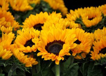 Hoy es “Yellow Day”, el día más feliz del año