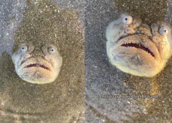 Un pez inquieta a los bañistas en una playa de Singapur con su mirada aterradora