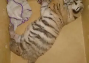 En Yucatán rescatan a cachorro de tigre de Bengala