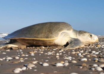 Tortuga Lora: una lucha ancestral en las arenas de Tamaulipas