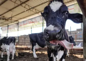 Castigan a policía por atropellar a una vaca